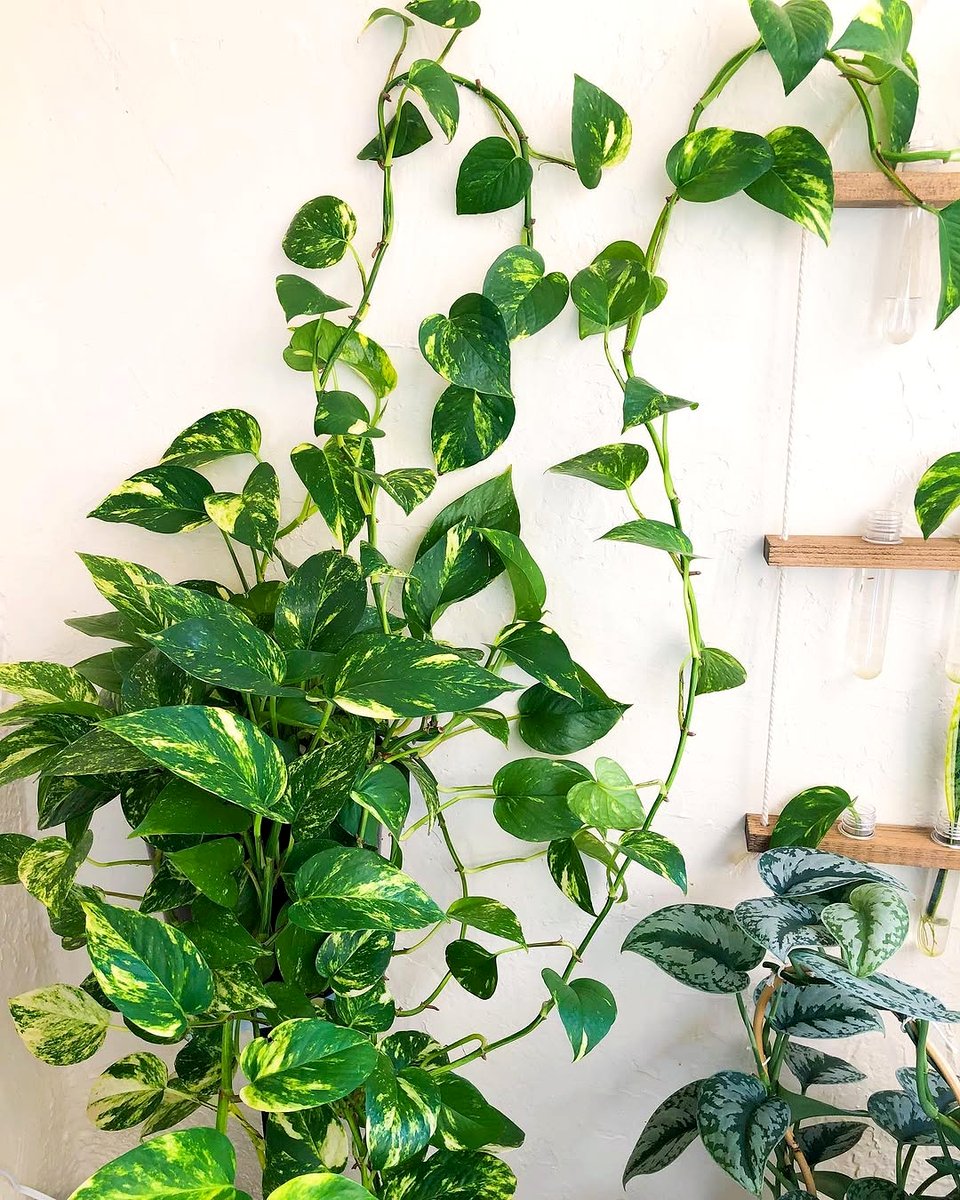 pothos plant near fan