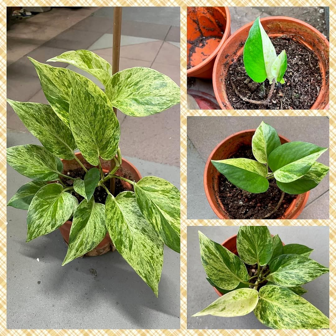 gardener pruning pothos plant