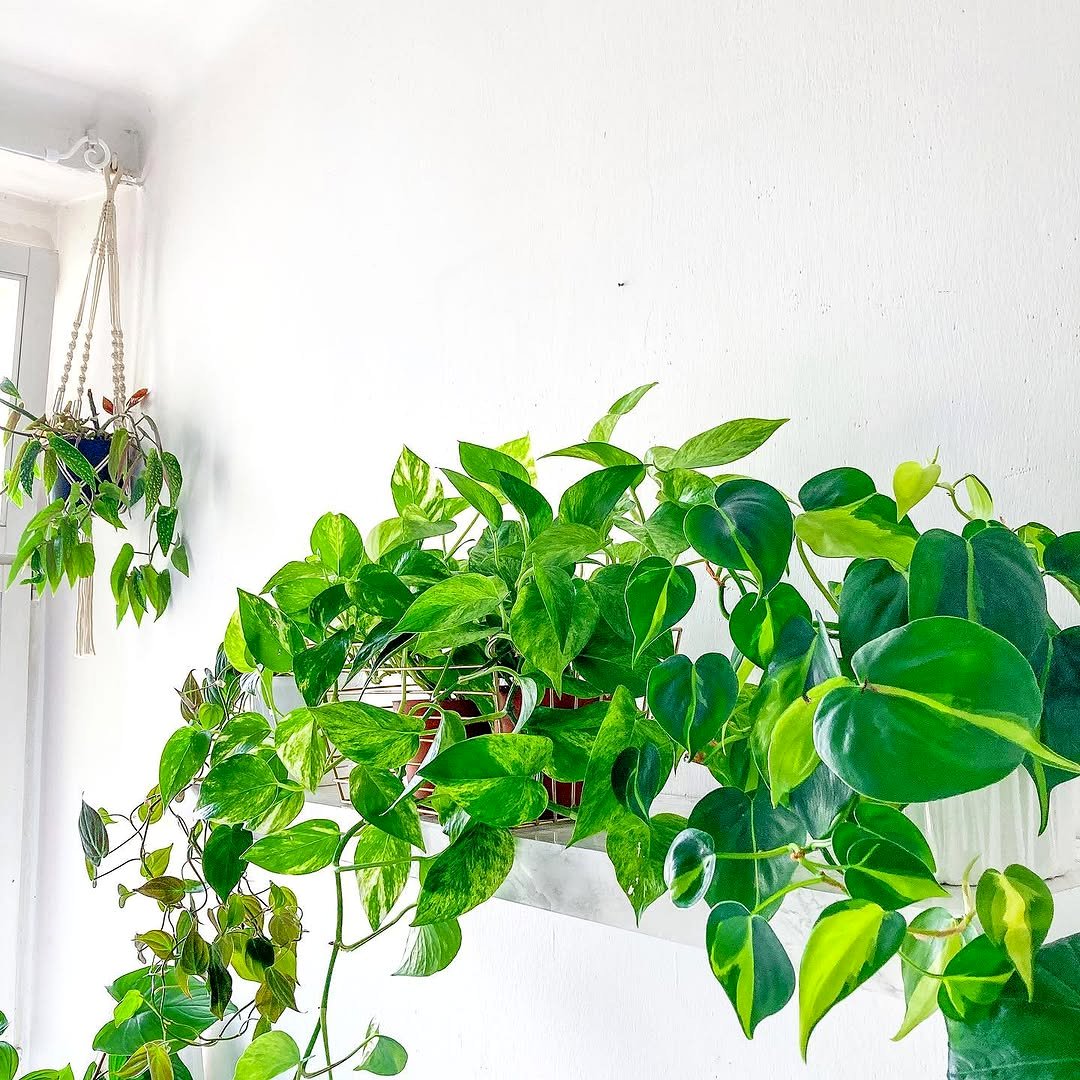 rotating pothos plant on shelf