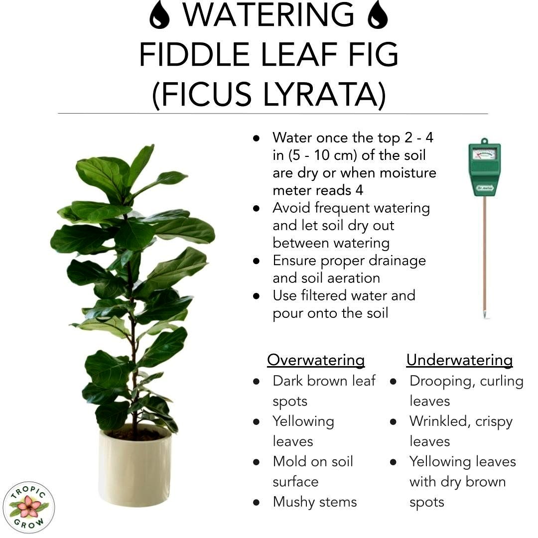 watering can next to Fiddle Leaf Fig