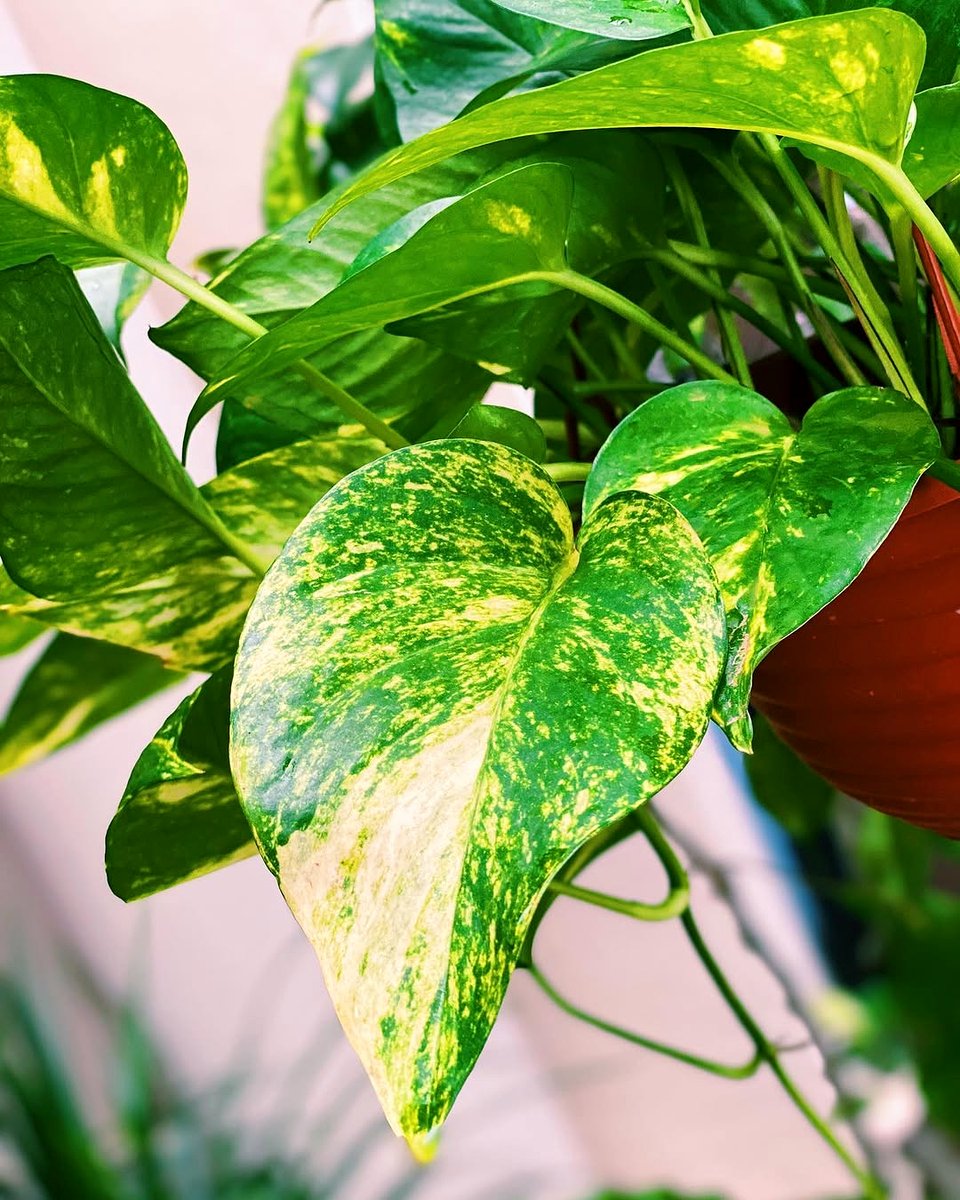 close-up of pothos leaves with pest