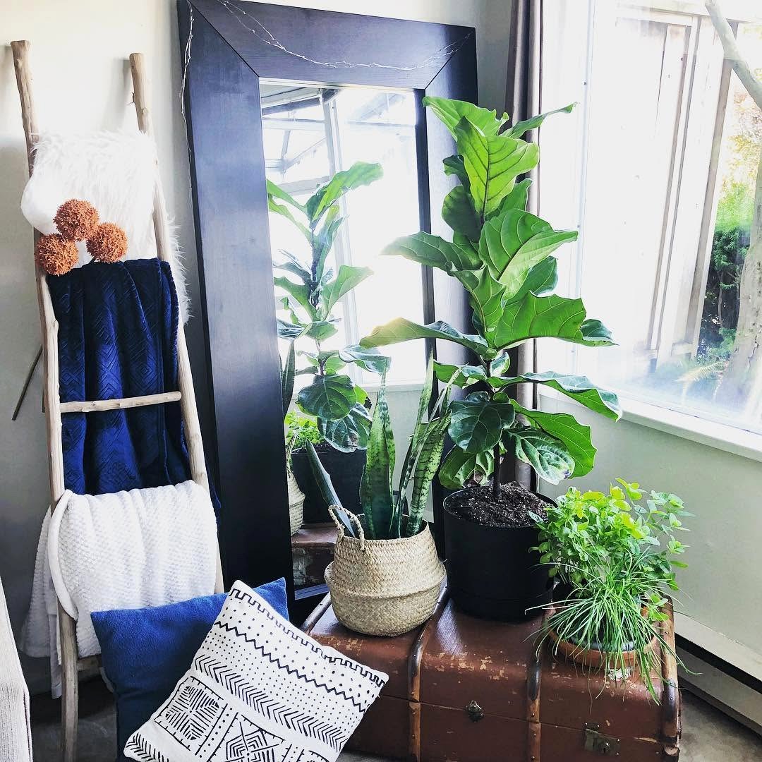 indoor garden with Fiddle Leaf Fig