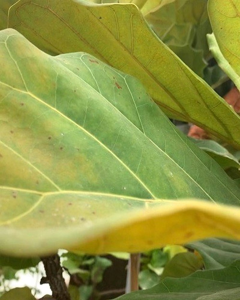 Fiddle Leaf Fig with yellow leaves