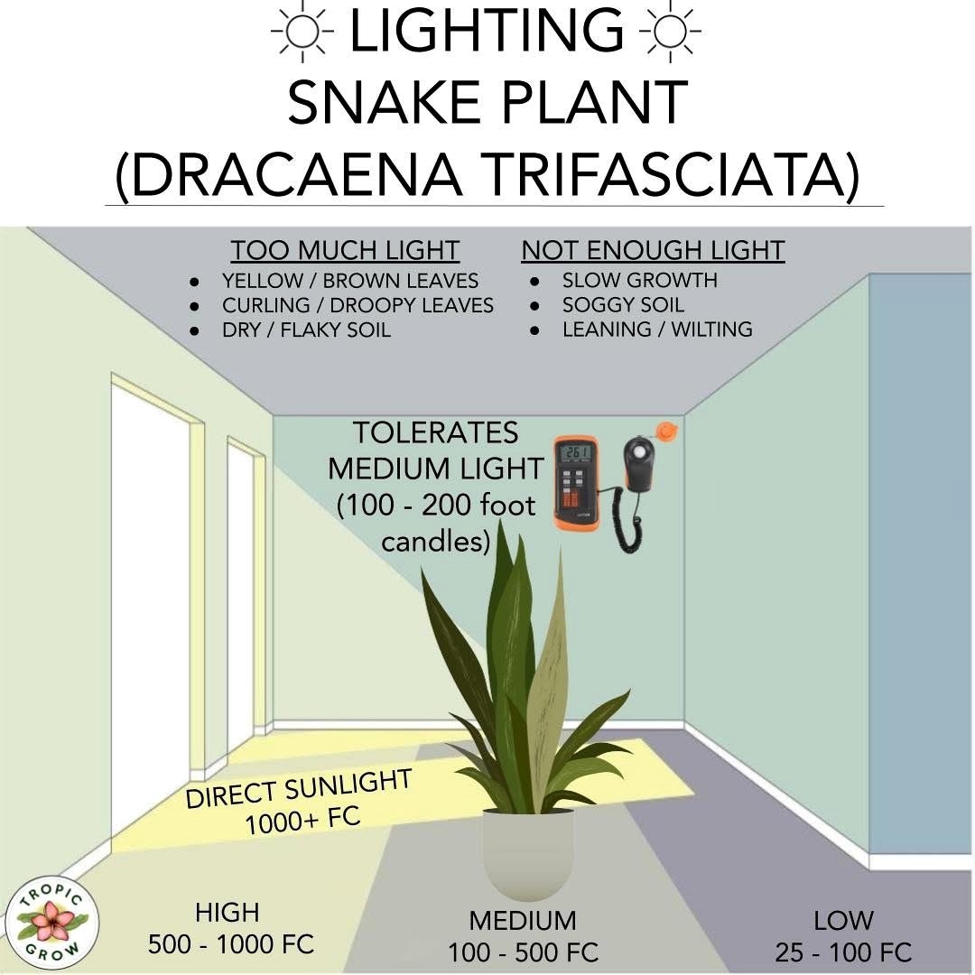 yellowing snake plant leaf
