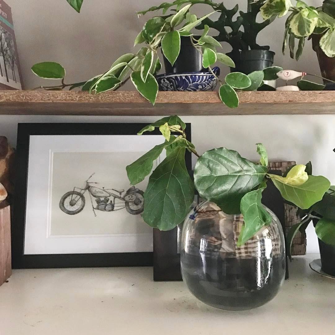 Fiddle Leaf Fig cuttings in water