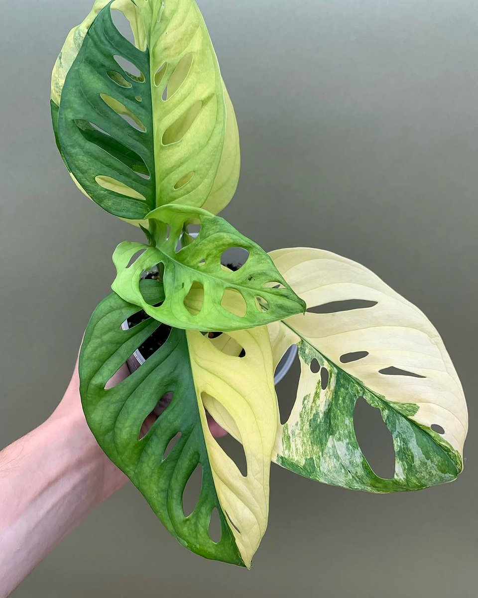 monstera climbing moss pole