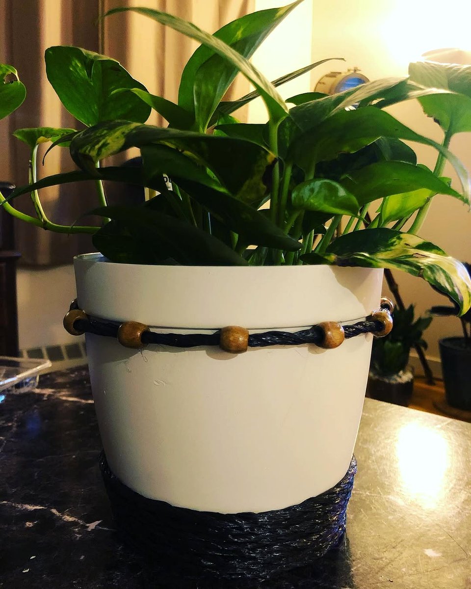 decorative pot with pothos plant