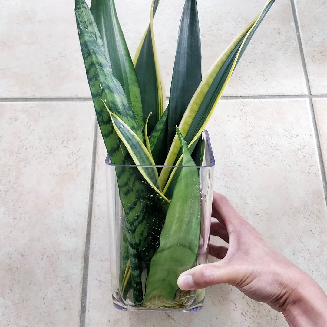 pet near snake plant