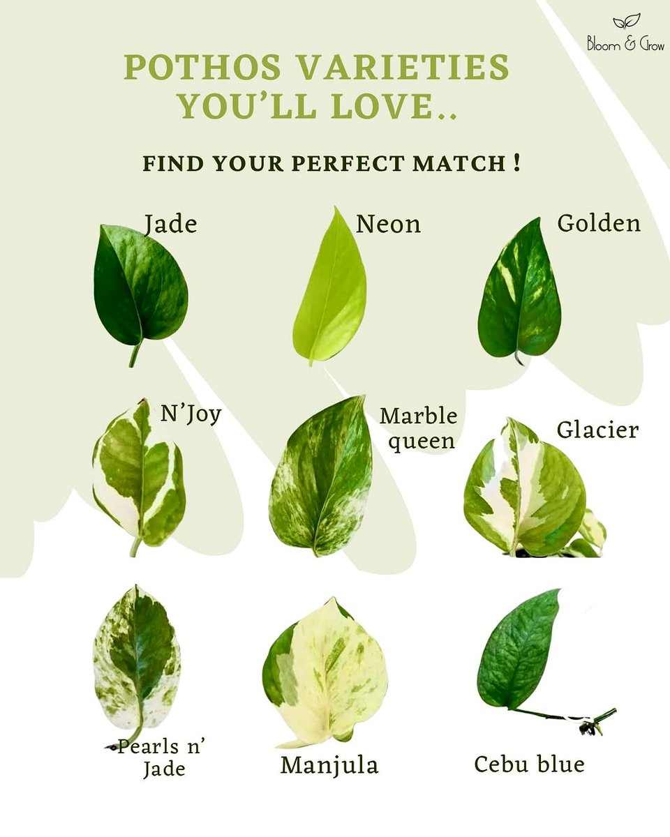 variegated pothos leaves