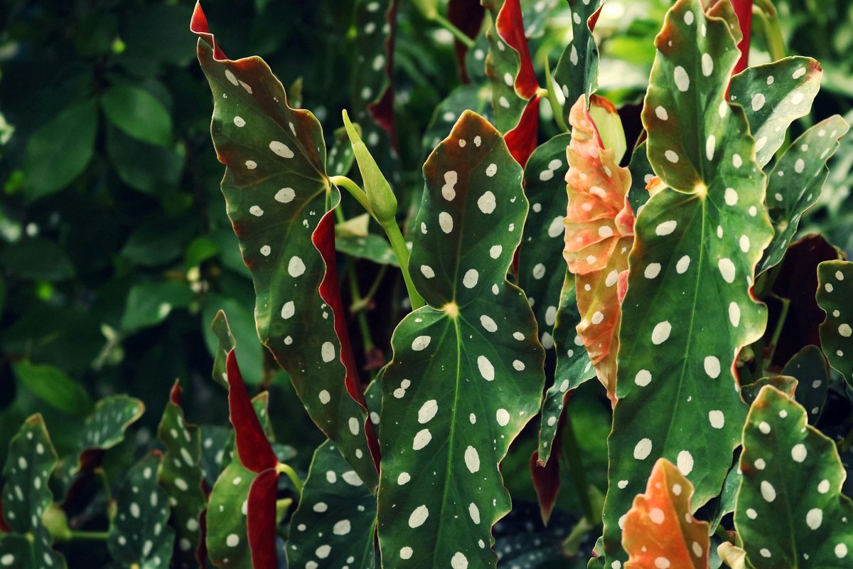 Polka dot-patterned Begonia leaves