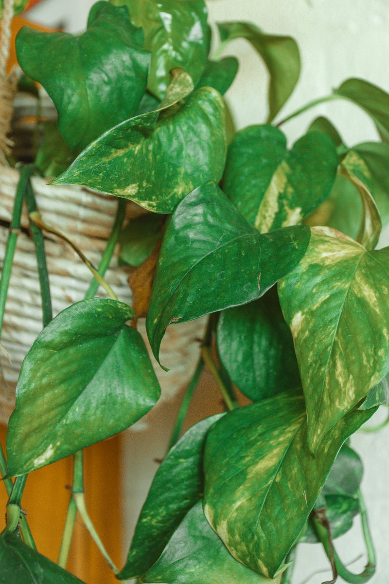 yellowing pothos leaves
