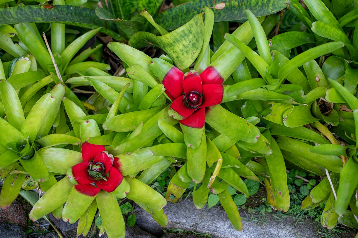 Bright red Neoregelia bromeliad