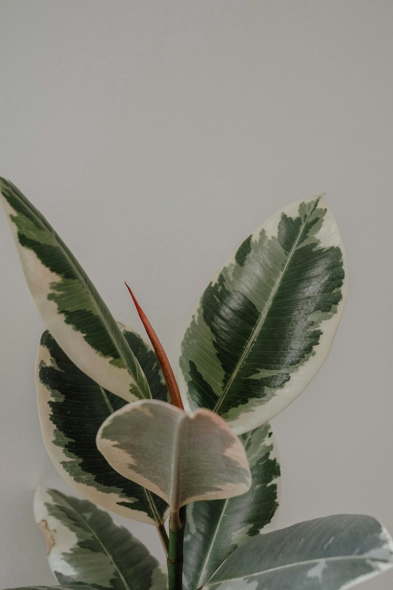 Variegated leaves of Ficus Tineke