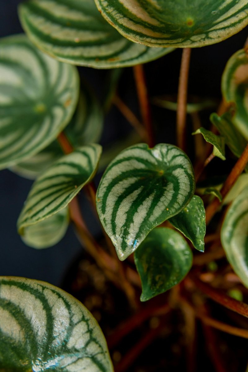 Raindrop-like Peperomia leaves