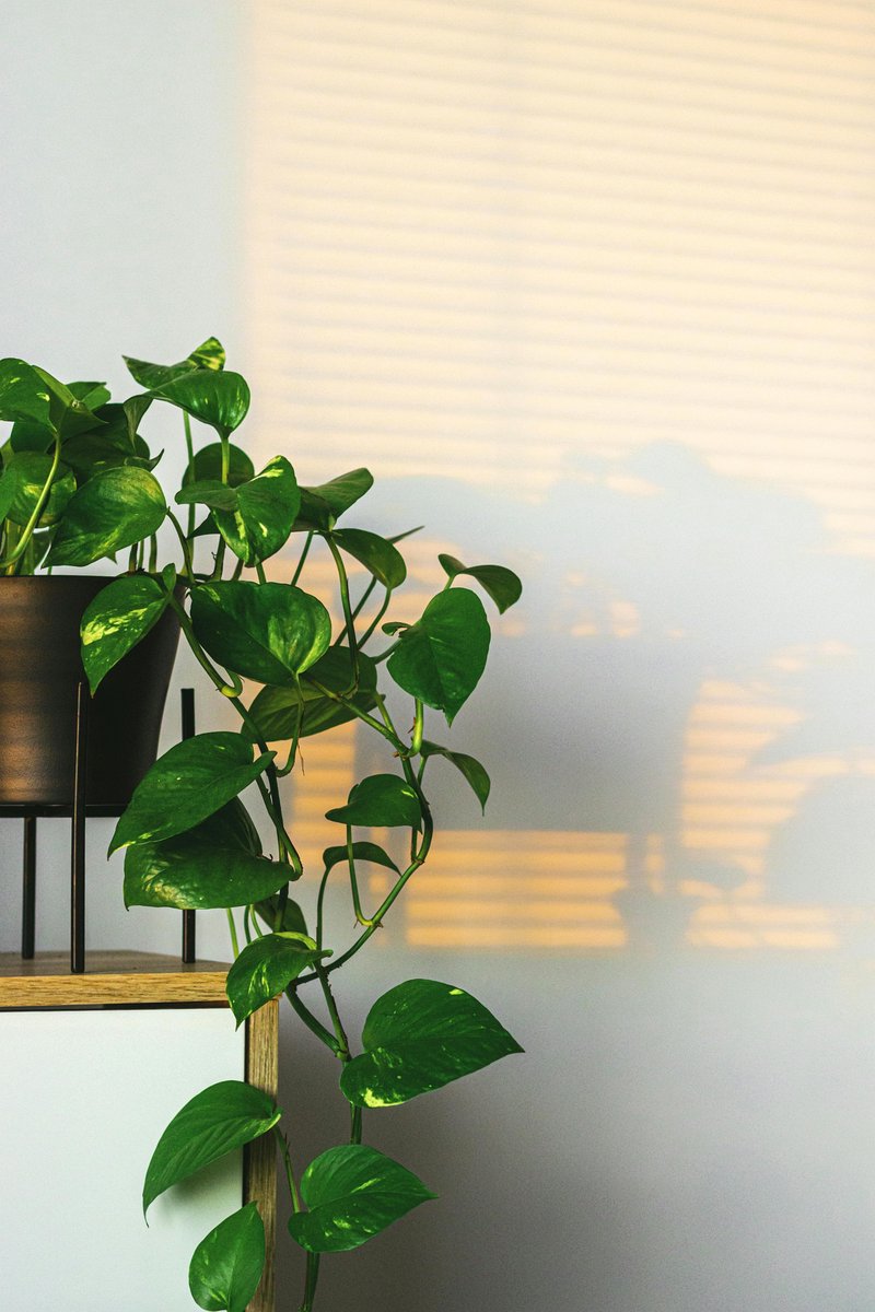 pothos plant near drafty window