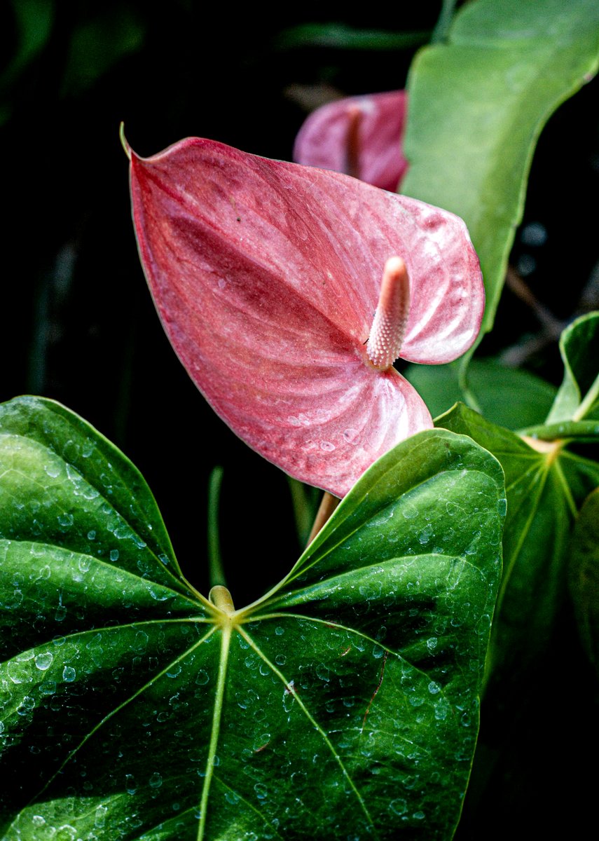 Velvet-textured leaves of Anthurium