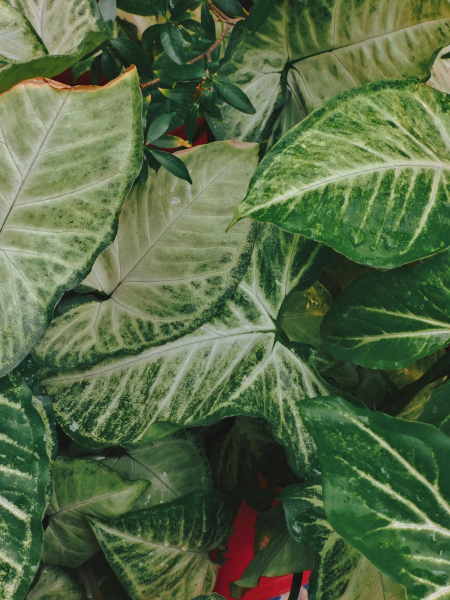 Variegated pink Syngonium leaves