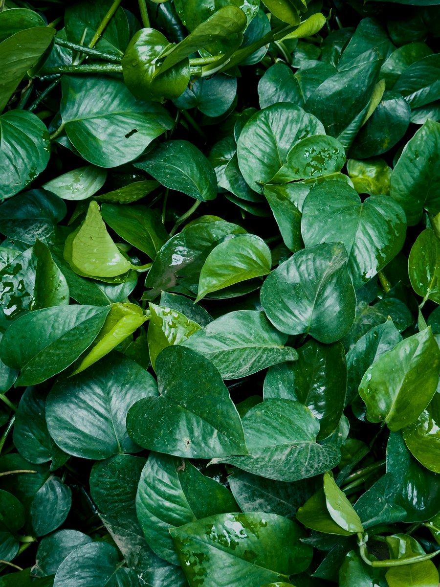 wiping pothos leaves with cloth