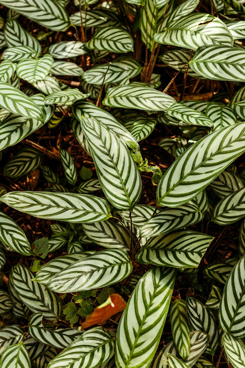 Fishbone-patterned Ctenanthe foliage