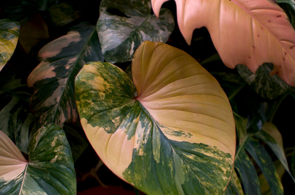 Pink variegated leaves of Philodendron
