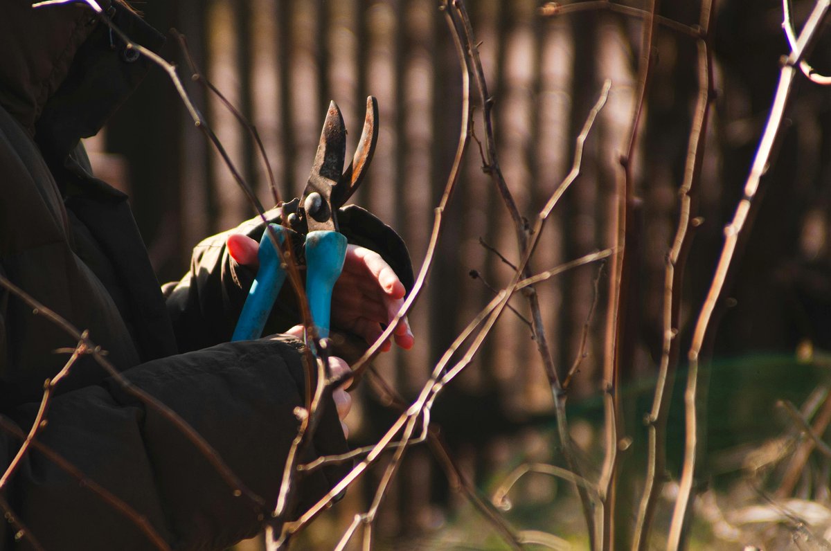 pruning shears cutting branch