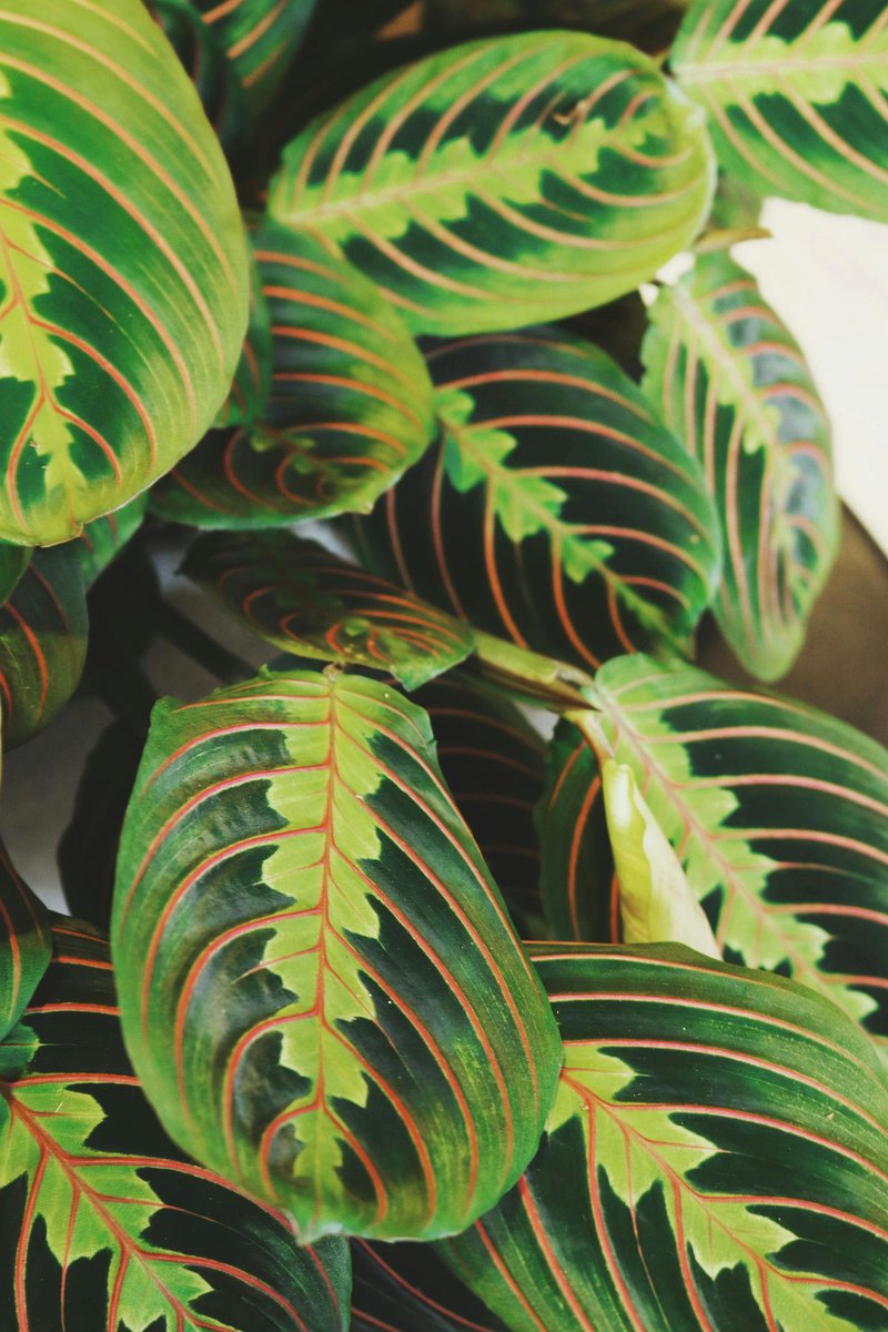 Prayer plant with red veins