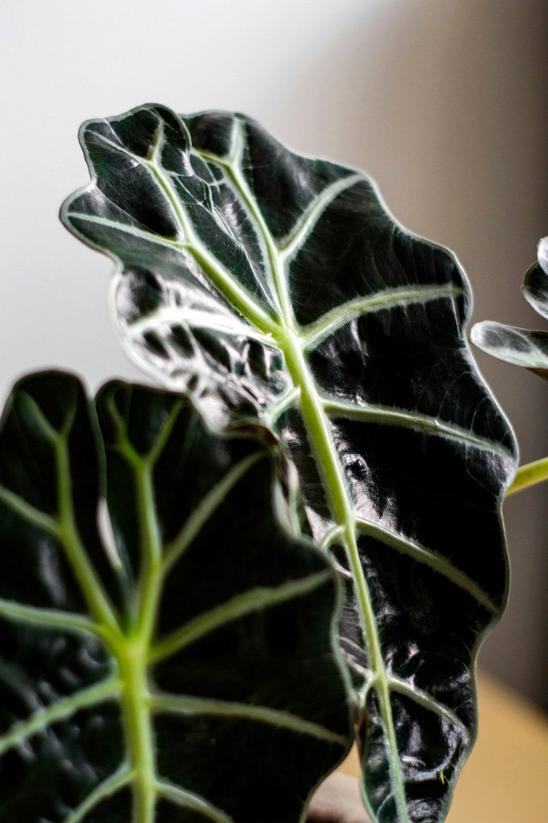 Metallic sheen on Alocasia leaves