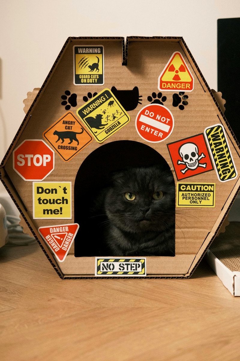 cat near monstera, caution sign