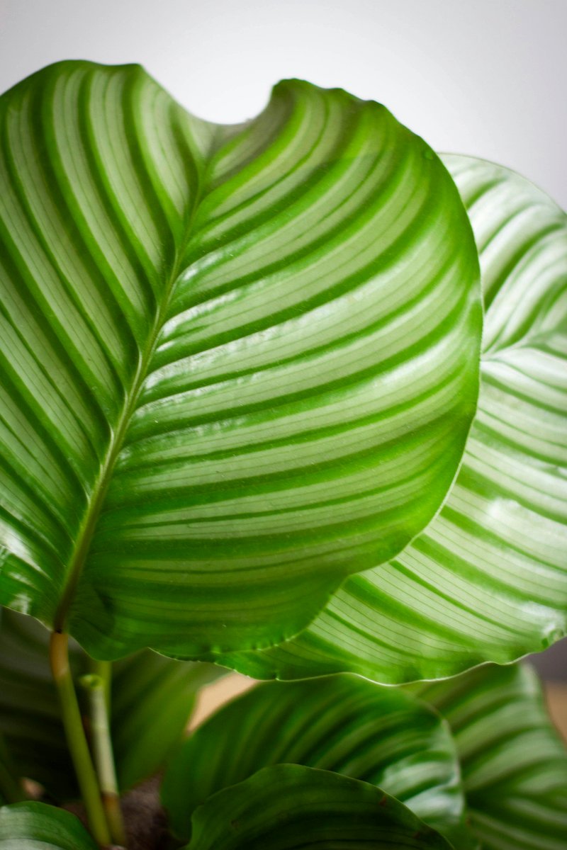 Large round leaves of Calathea