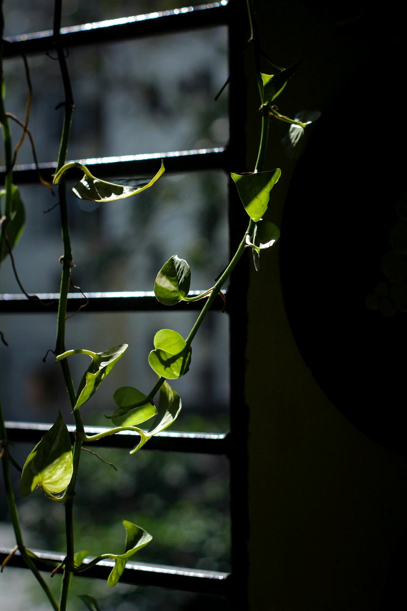 pothos with winter sunlight