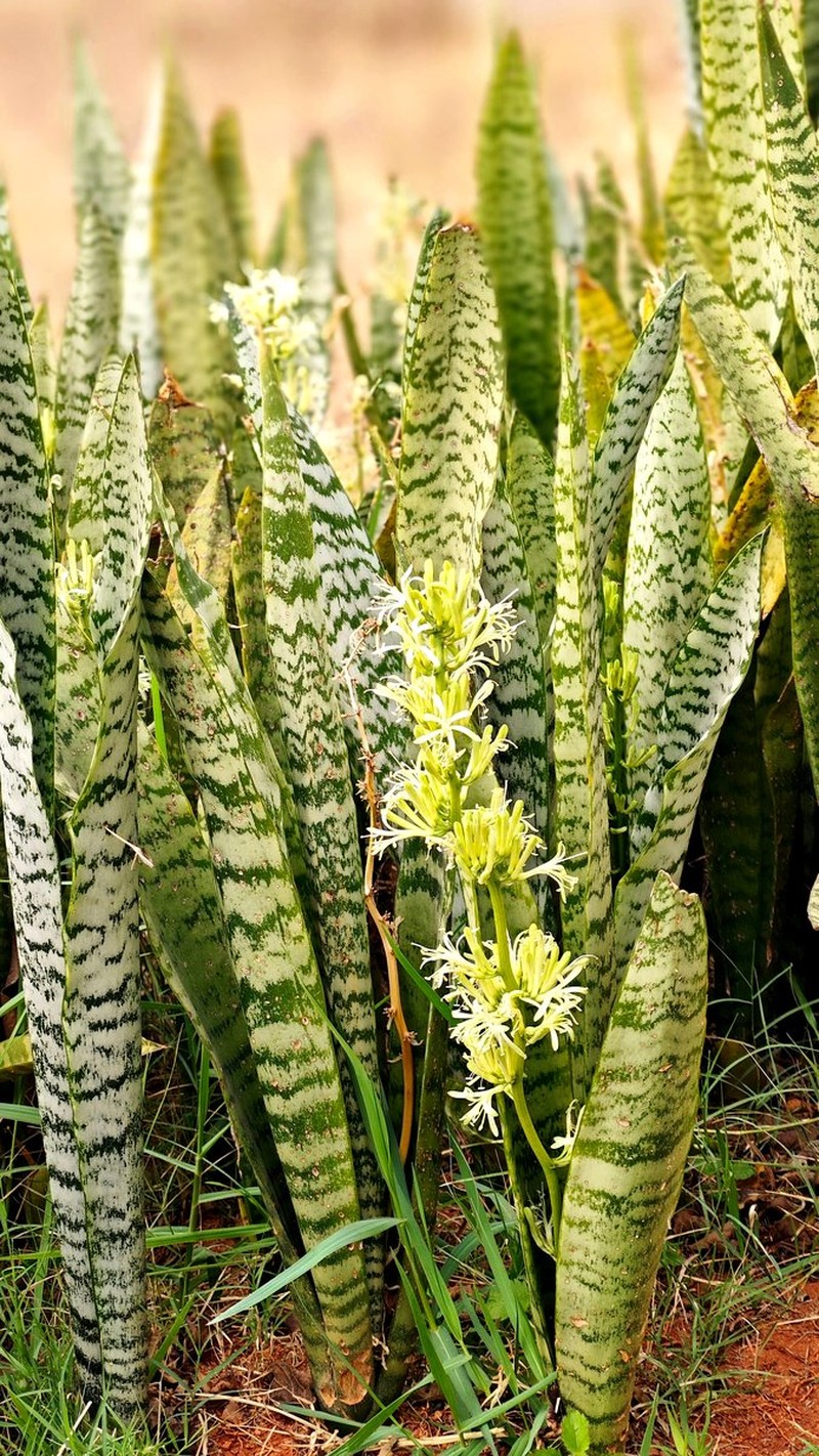 cuttings of snake plant