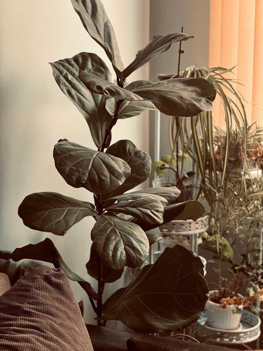 thermometer next to Fiddle Leaf Fig