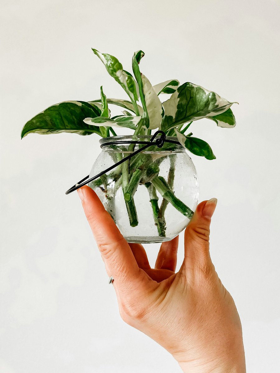 pothos cuttings in water jar