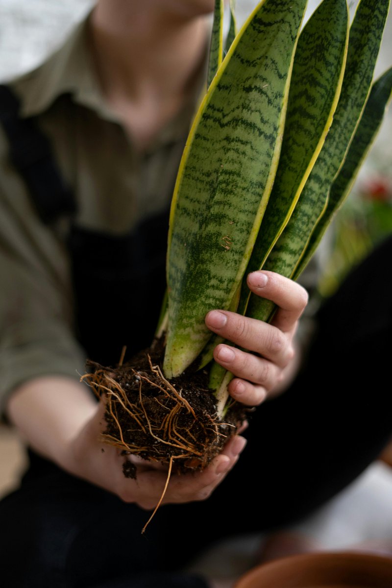 hands repotting snake plant