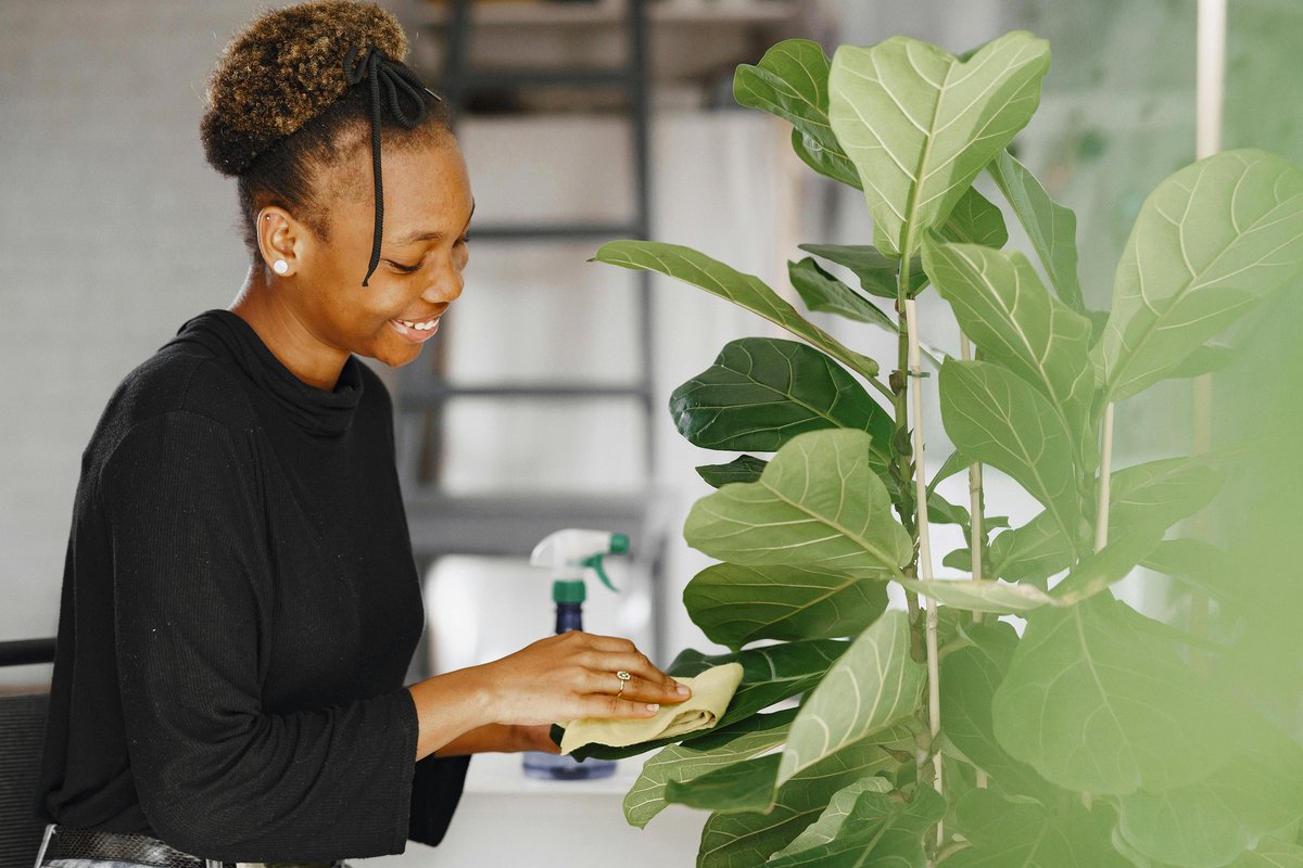 cloth wiping Fiddle Leaf Fig leaves