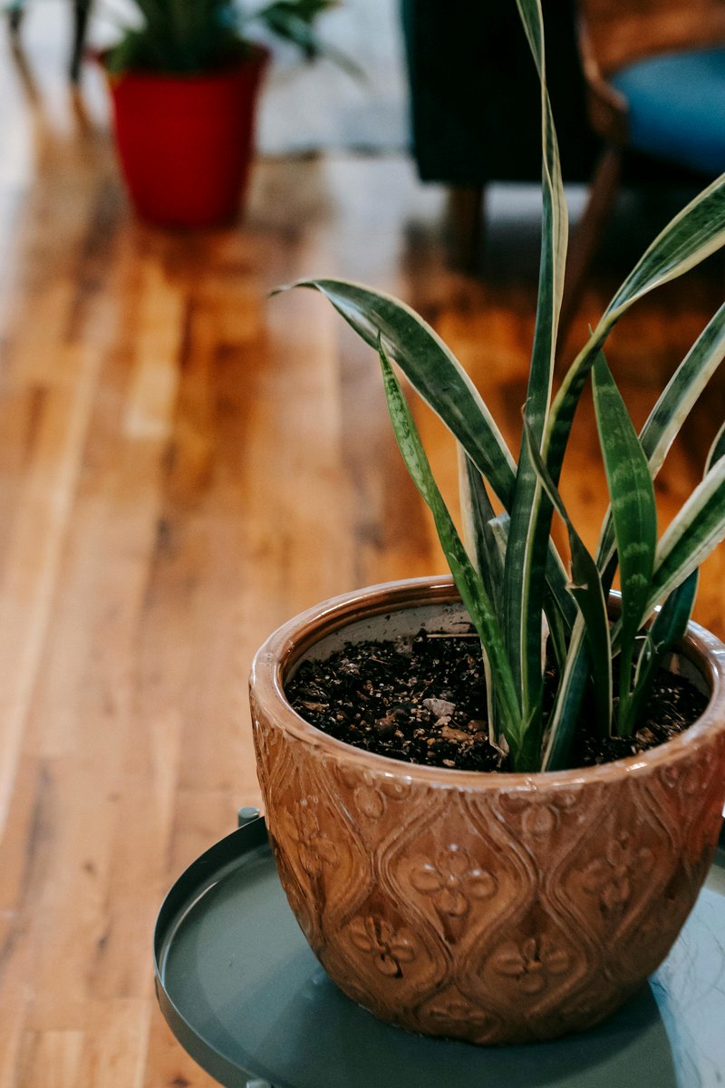 snake plant in decorative pot