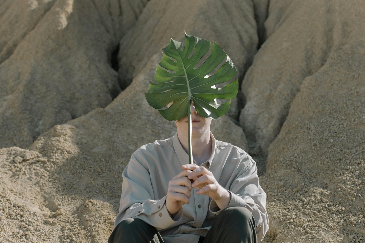 person observing monstera plant