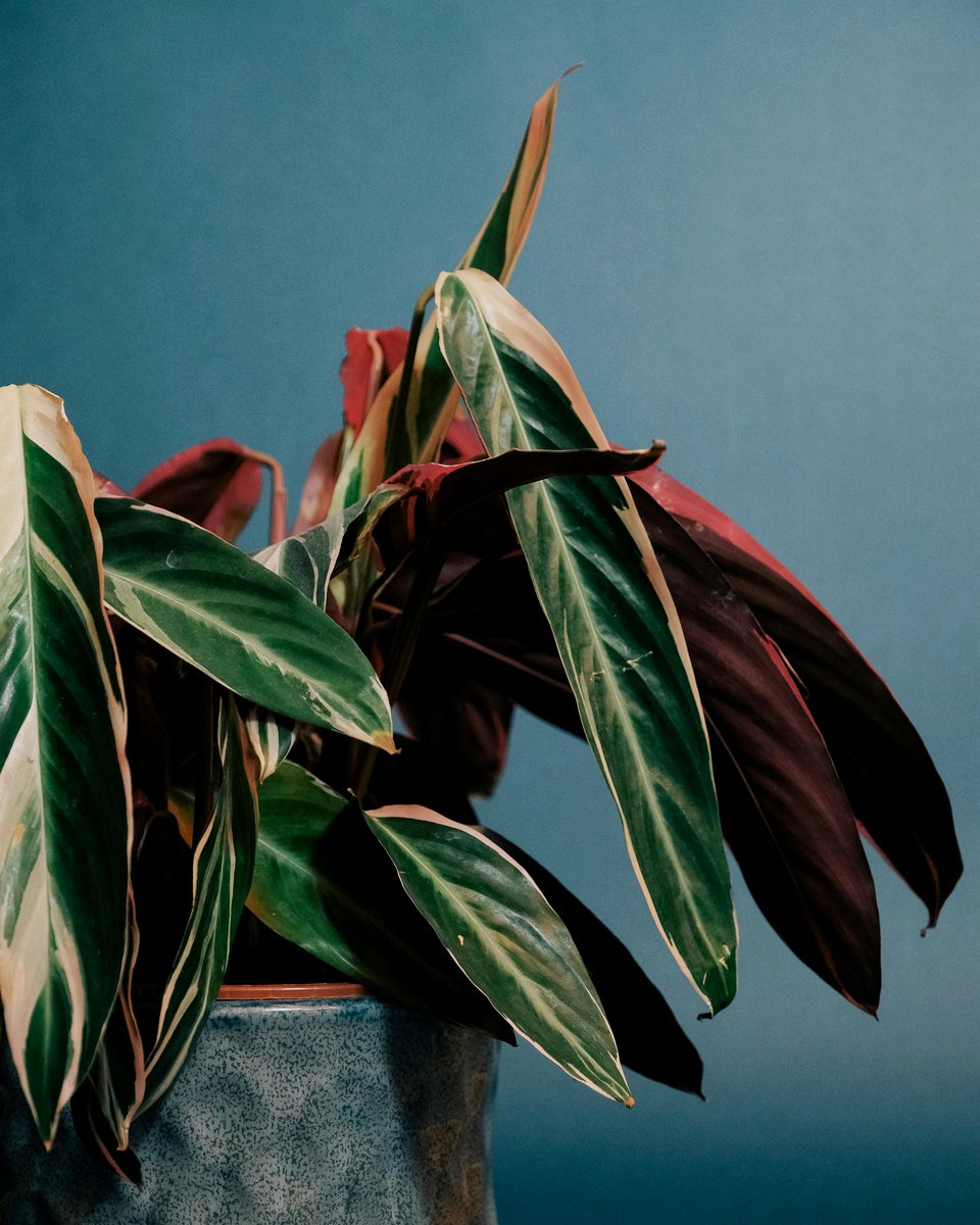 Multi-colored foliage of Stromanthe