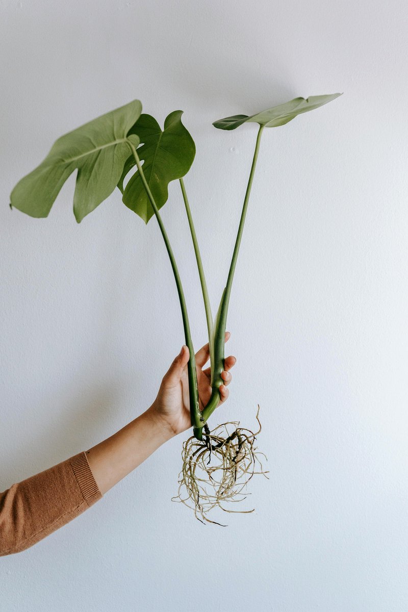 monstera with visible aerial roots