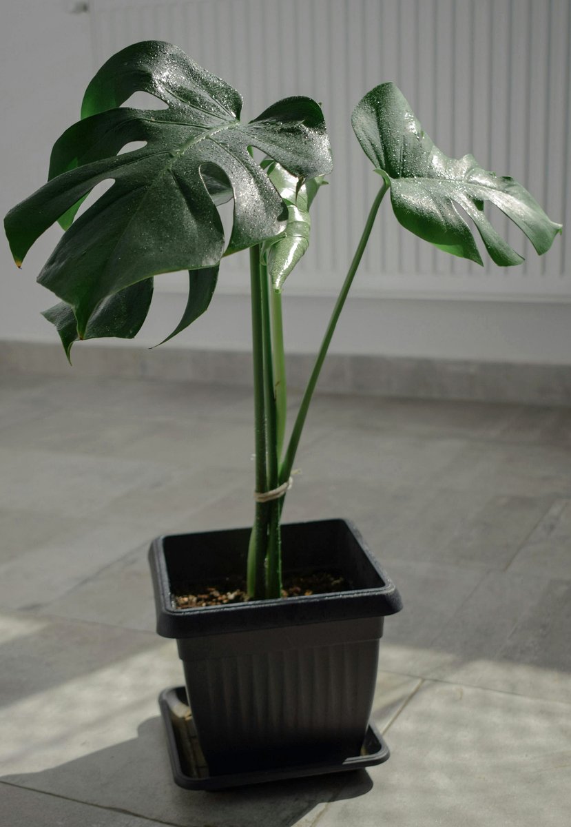 Mini monstera with split leaves