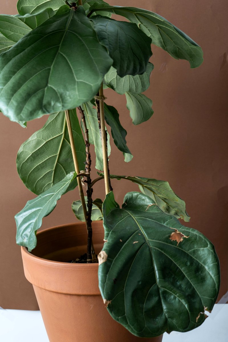 Fiddle Leaf Fig with brown edges