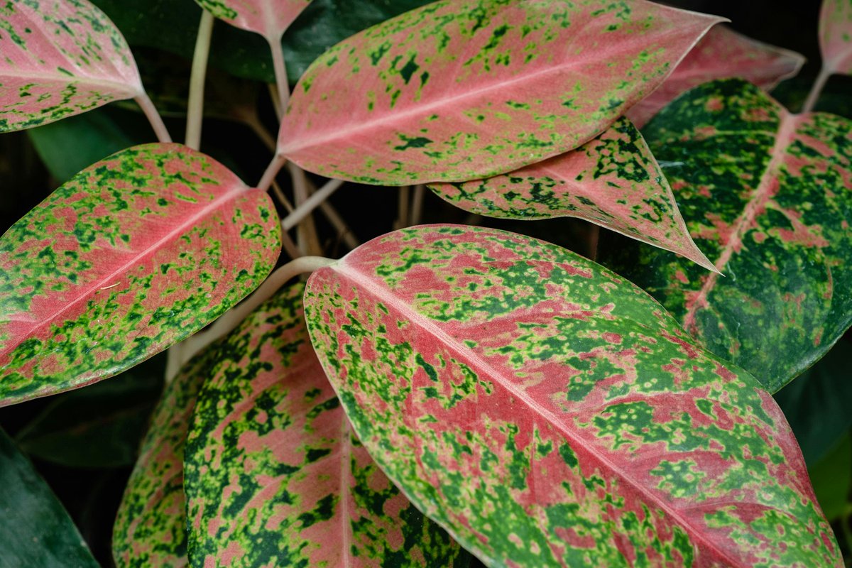 Camouflage-patterned Aglaonema leaves