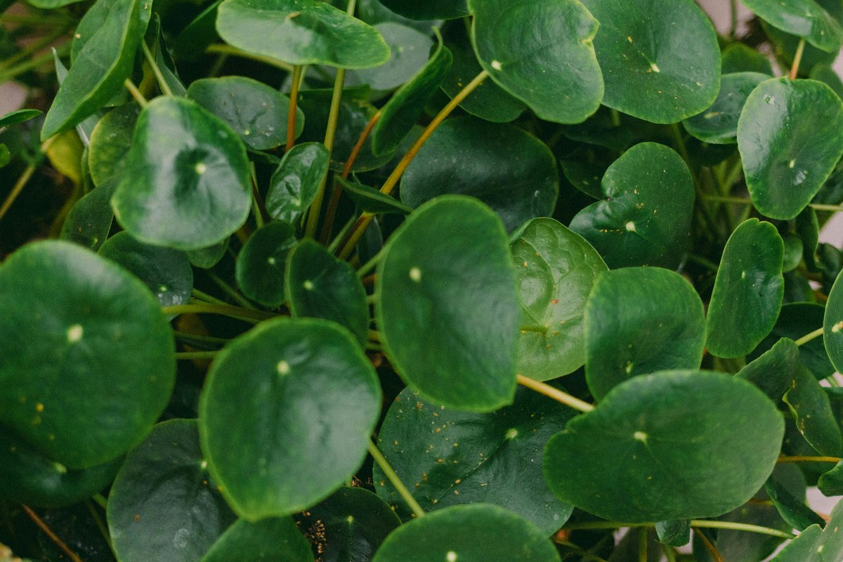 Chinese money plant with round leaves