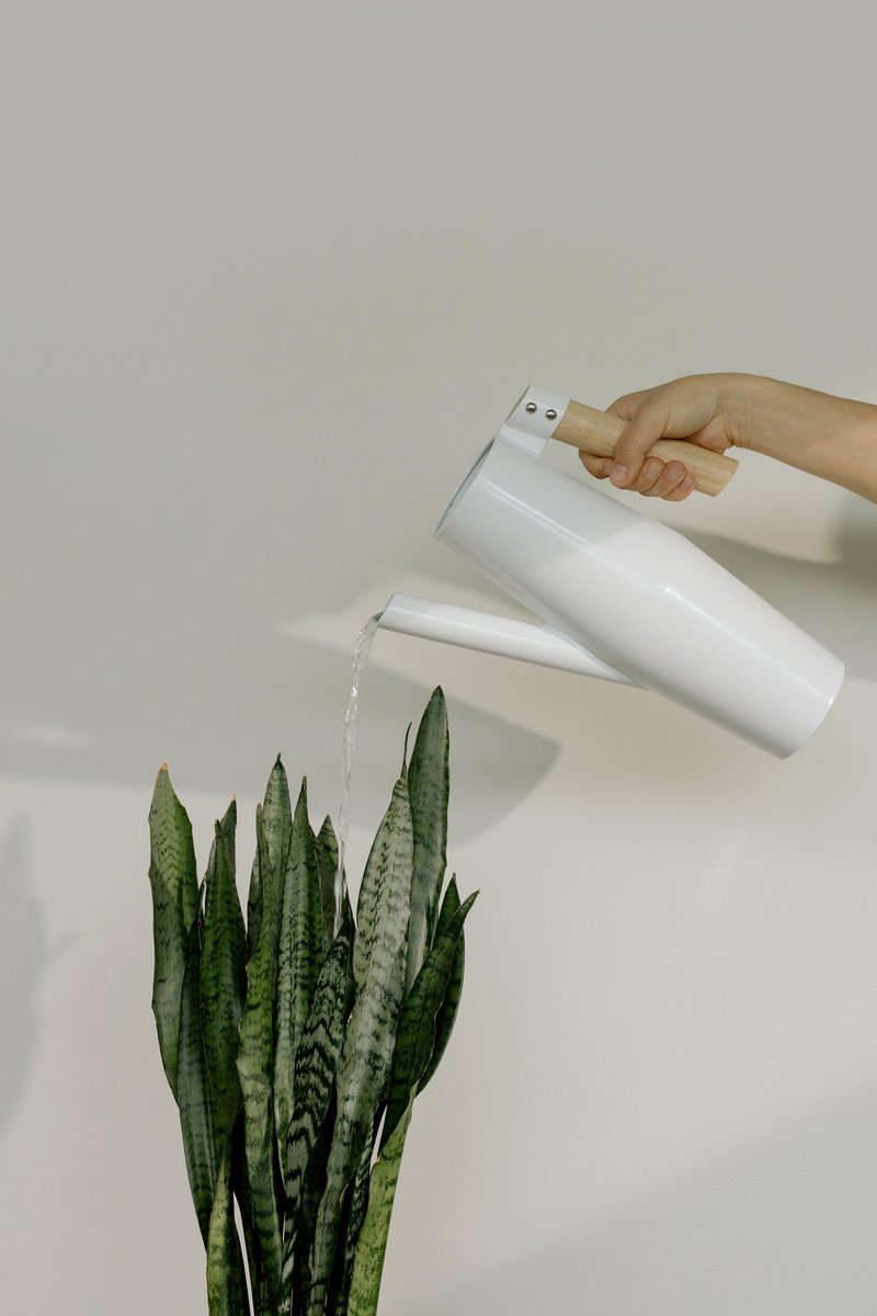 watering can near snake plant
